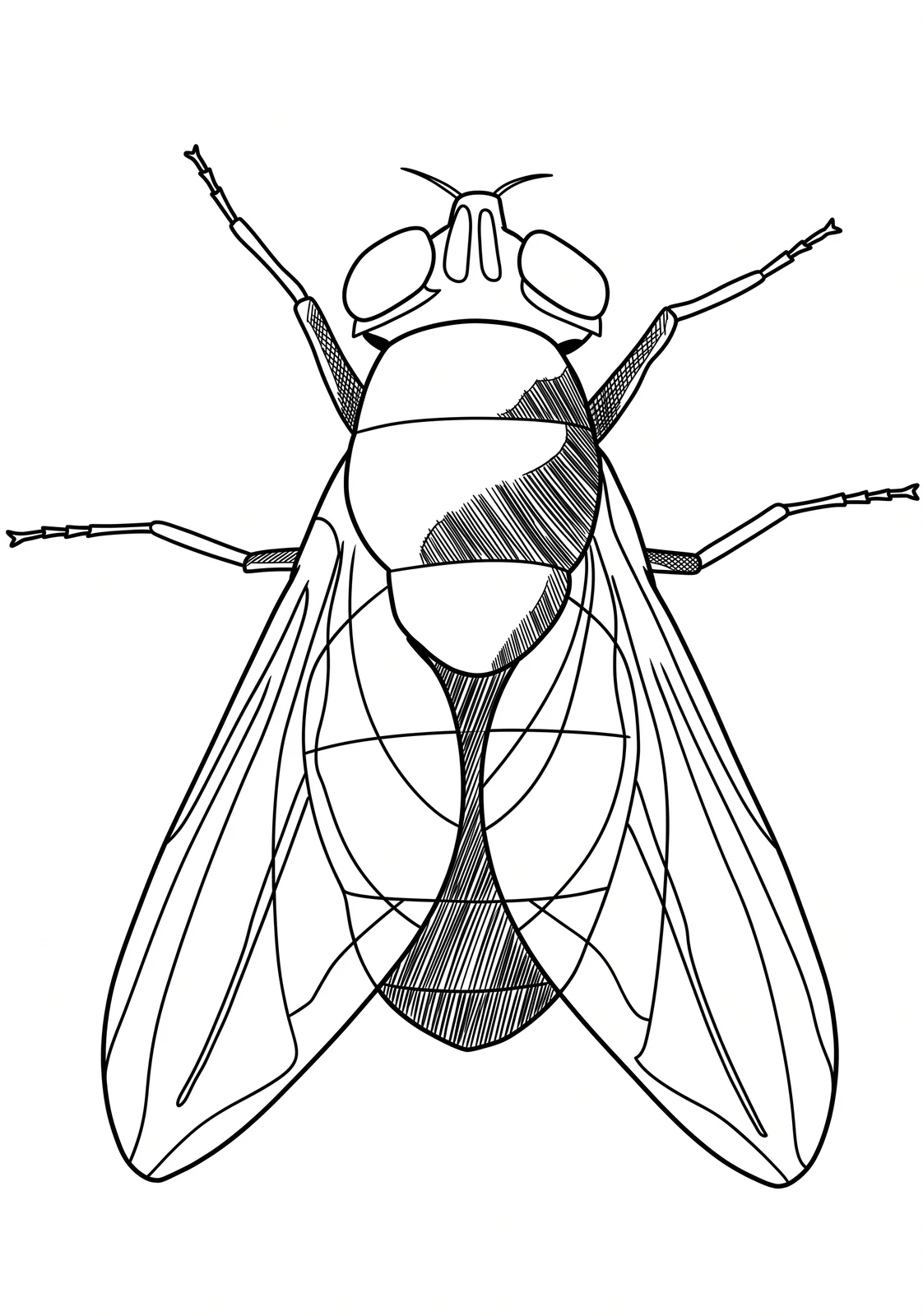 Friendly Fly printable coloring page with line art and color reference