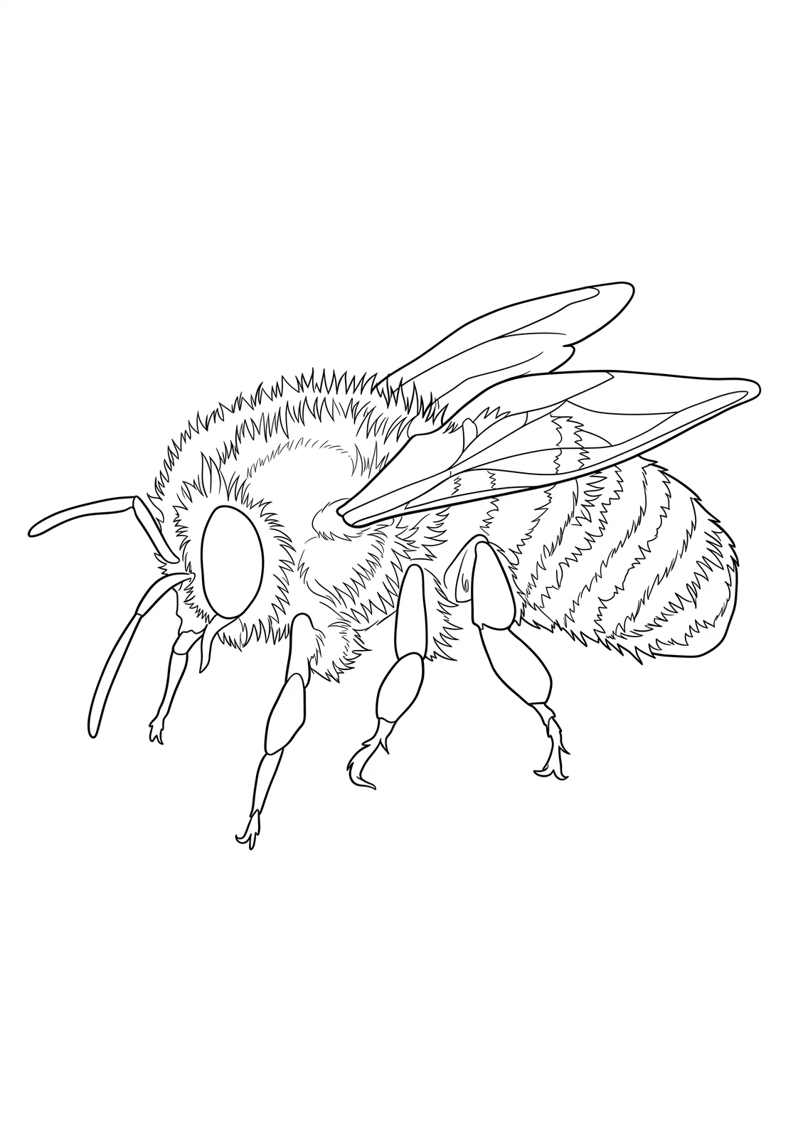 Realistic Honey Bee printable coloring page with line art and color reference