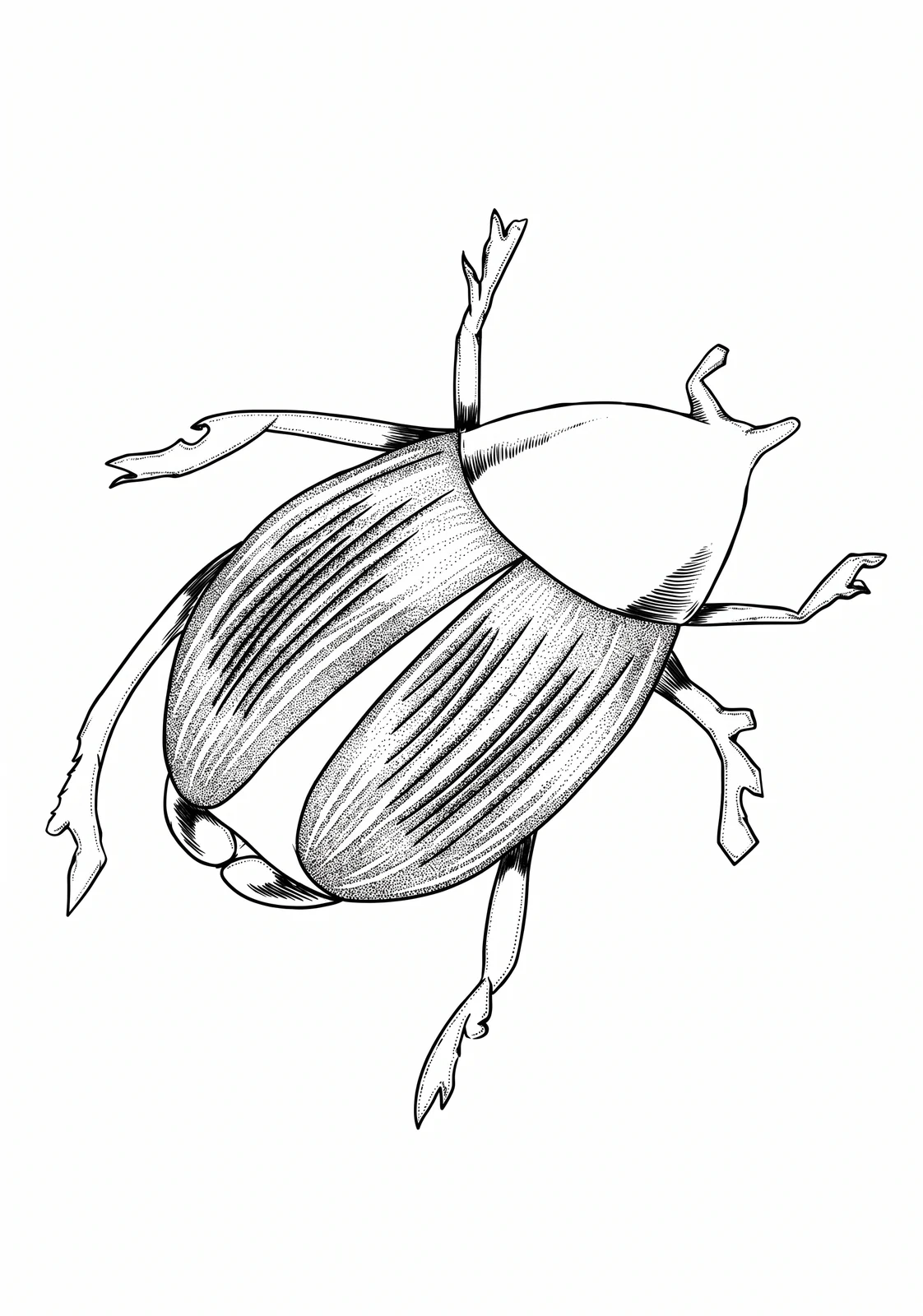 Round Beetle printable coloring page with line art and color reference