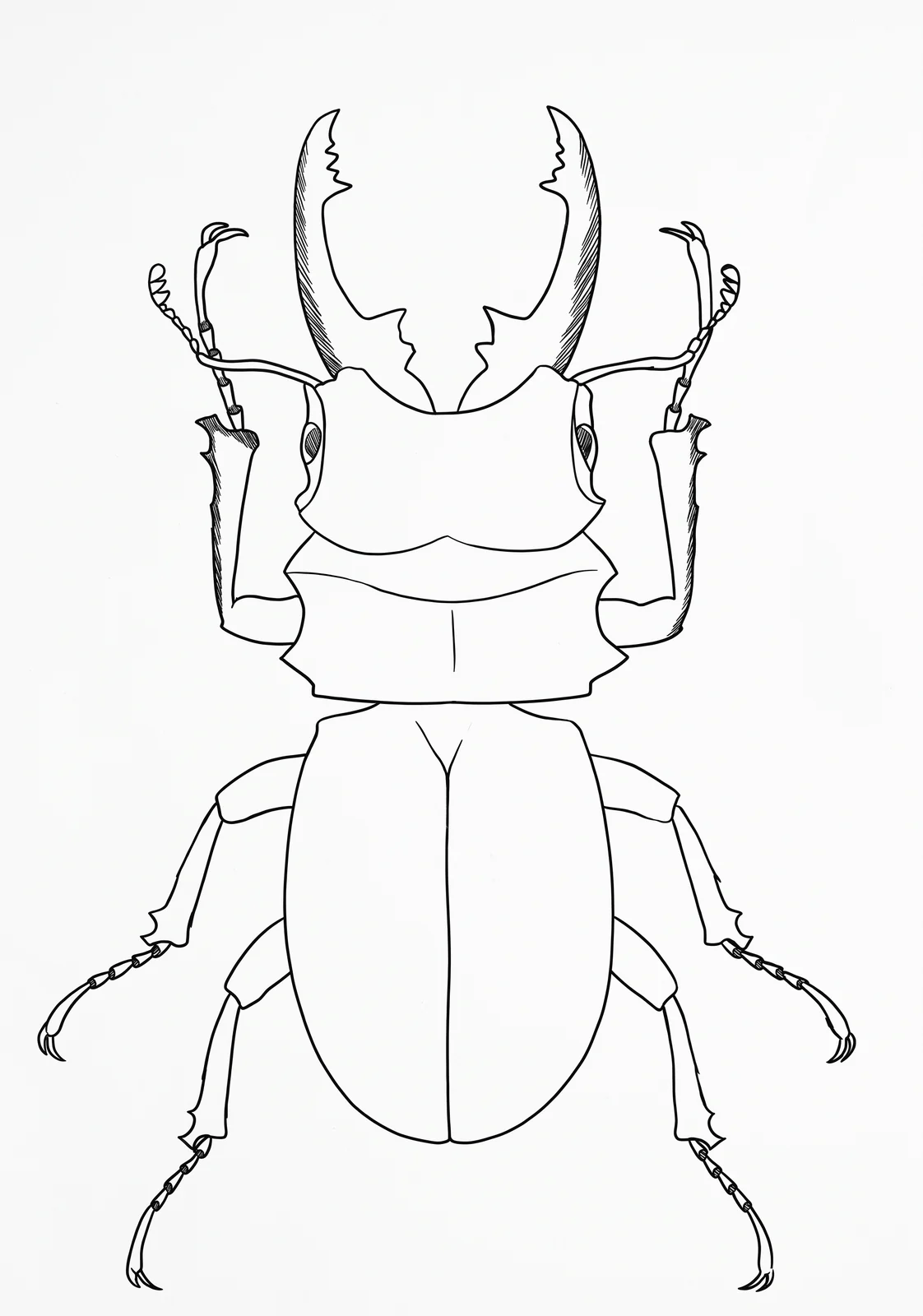 Stag Beetle printable coloring page with line art and color reference