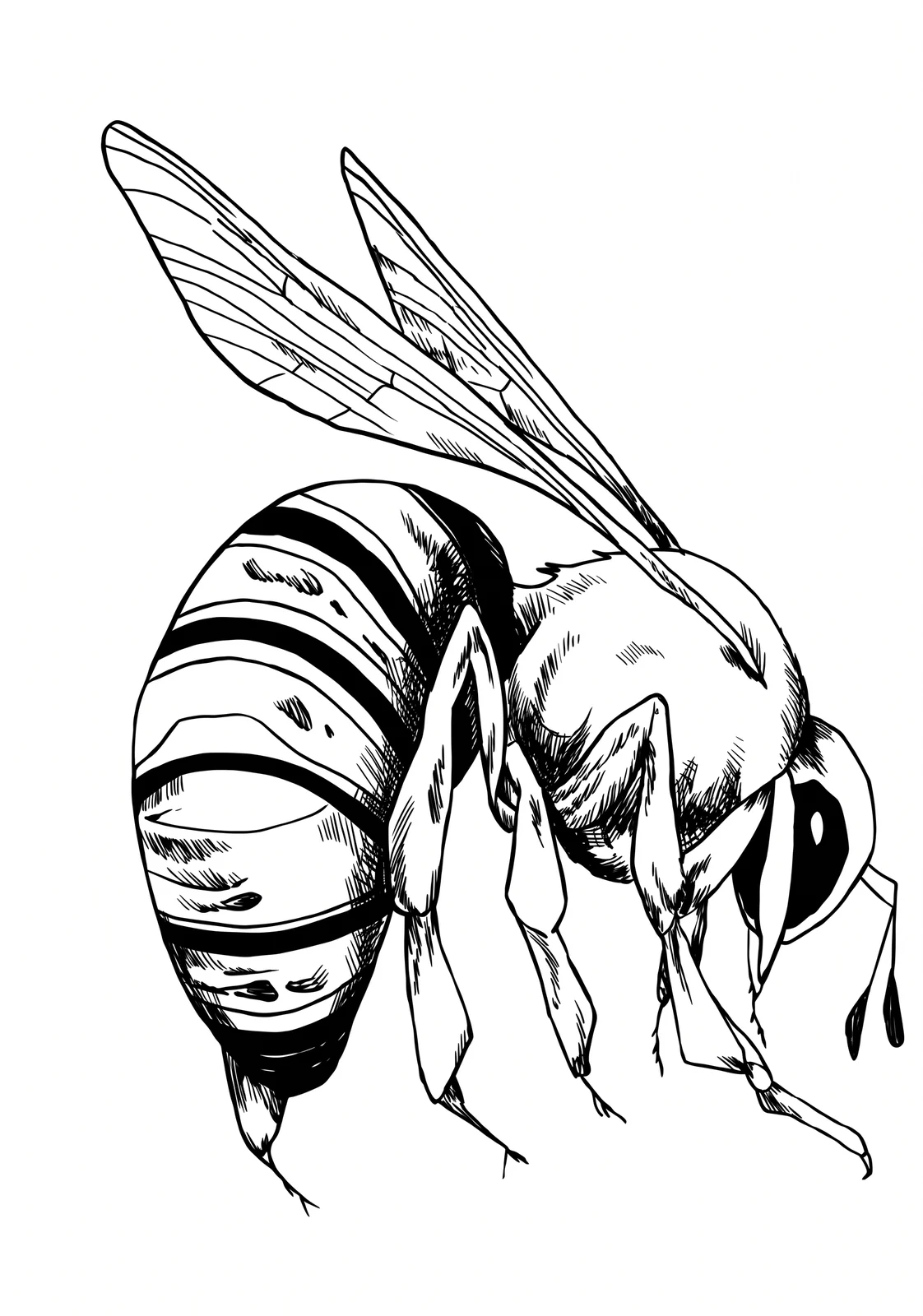 Striped Hornet printable coloring page with line art and color reference