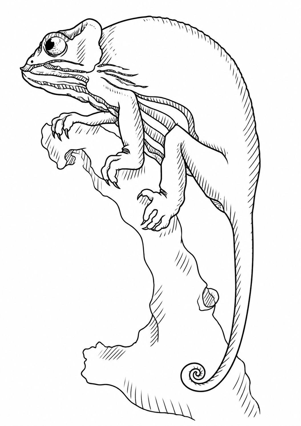Detailed Chameleon printable coloring page with line art and color reference